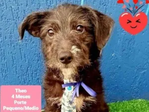 Cachorro raça  idade 2 a 6 meses nome Theo
