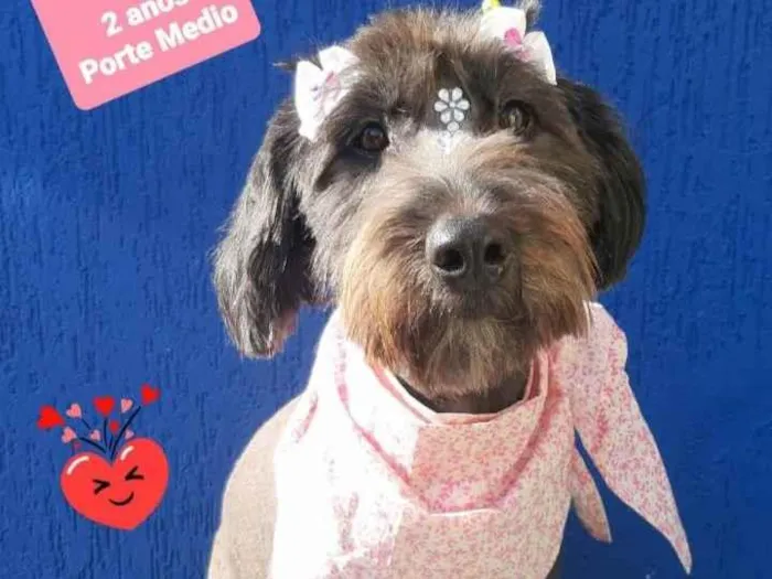Cachorro raça  idade 2 anos nome Maia