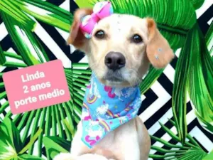 Cachorro raça  idade 2 anos nome Linda 