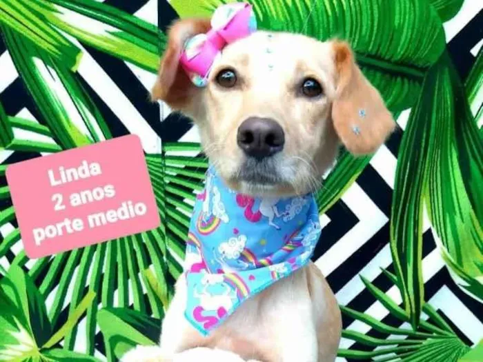 Cachorro raça  idade 2 anos nome Linda 