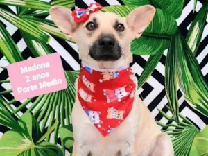 Cachorro raça  idade 2 anos nome Madonna 
