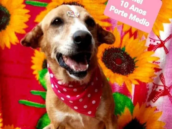 Cachorro raça  idade 6 ou mais anos nome Mel