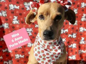 Cachorro raça  idade 6 ou mais anos nome Nina