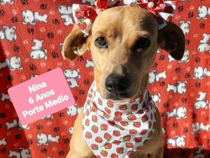 Cachorro raça  idade 6 ou mais anos nome Nina