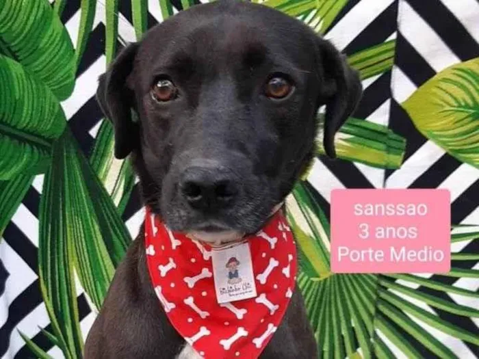 Cachorro raça  idade 3 anos nome Sansao 