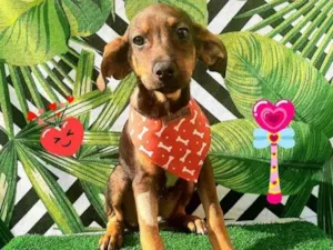 Cachorro raça  idade 2 a 6 meses nome Victor 