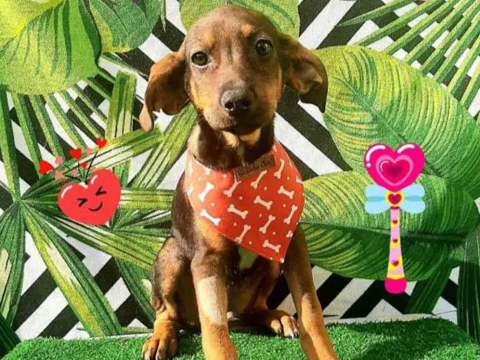 Cachorro raça  idade 2 a 6 meses nome Victor 