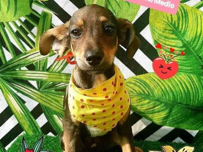 Cachorro raça  idade 2 a 6 meses nome Leo