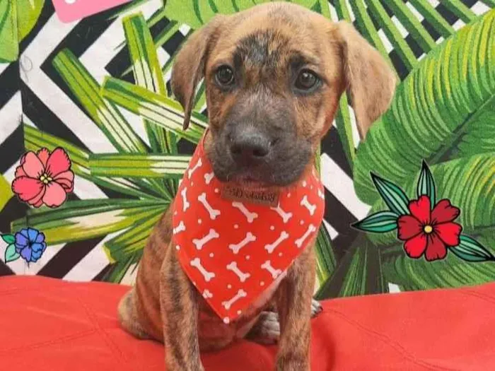 Cachorro raça  idade 2 a 6 meses nome Sherlok