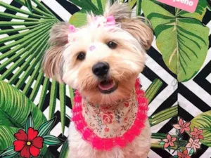 Cachorro raça  idade 7 a 11 meses nome Lola