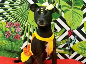 Cachorro raça  idade 3 anos nome Vicky