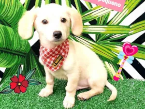 Cachorro raça  idade 2 a 6 meses nome Teo
