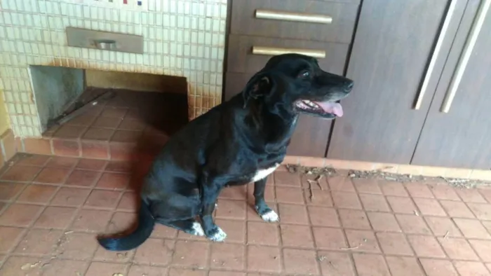 Cachorro ra a SD -  idade 5 anos nome Toscana