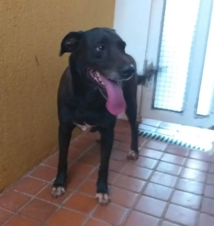 Cachorro ra a SD -  idade 5 anos nome Toscana