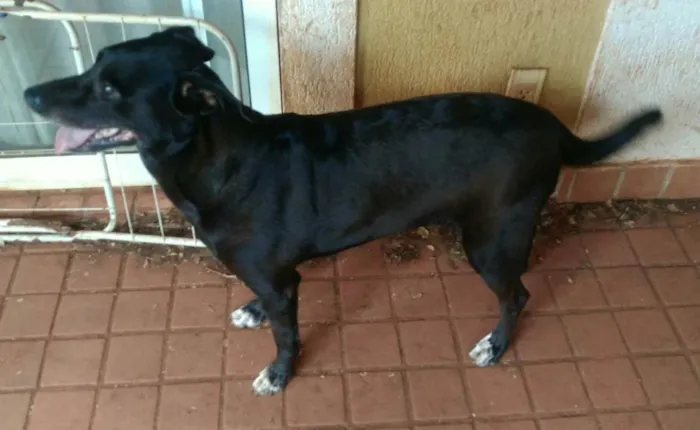 Cachorro ra a SD -  idade 5 anos nome Toscana