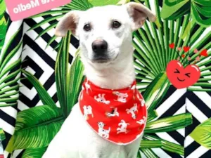 Cachorro raça  idade 3 anos nome Ayce