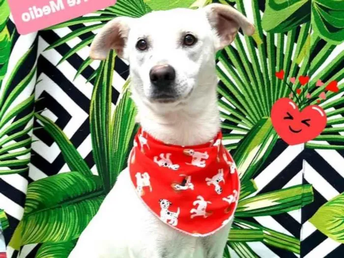 Cachorro raça  idade 3 anos nome Ayce