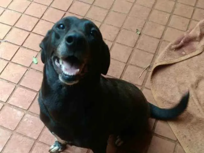 Cachorro ra a SD -  idade 5 anos nome Toscana