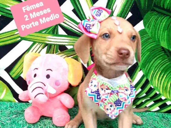 Cachorro raça  idade 2 a 6 meses nome Milla