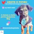 Pipibu