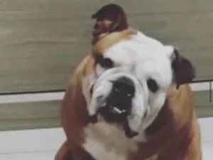 Cachorro raça Buldogue inglês  idade 5 anos nome Baruk 