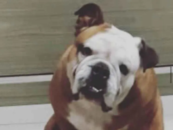 Cachorro ra a Buldogue inglês  idade 5 anos nome Baruk 