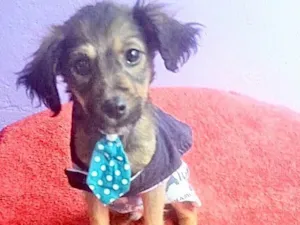 Cachorro raça  idade 2 a 6 meses nome Pipibu
