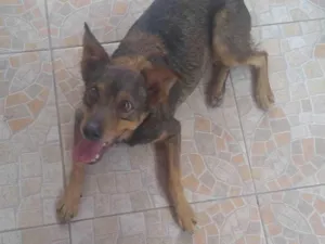 Cachorro raça Vira lata idade 6 ou mais anos nome Billy