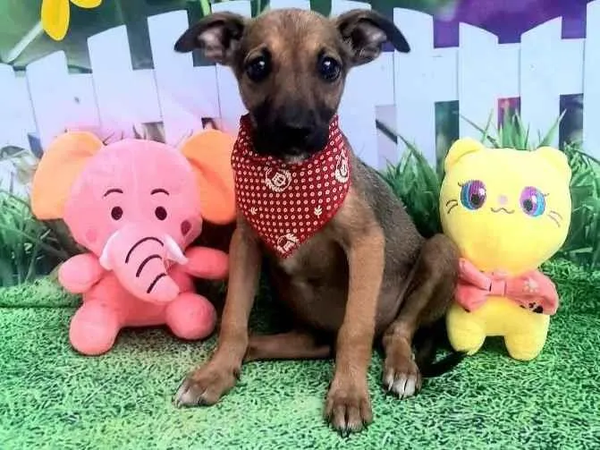 Cachorro raça  idade 2 a 6 meses nome Fernando 