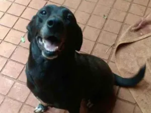 Cachorro raça SD -  idade 5 anos nome Toscana