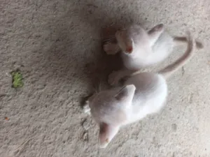 Gato raça Siamês  idade Abaixo de 2 meses nome Bolinha de neve