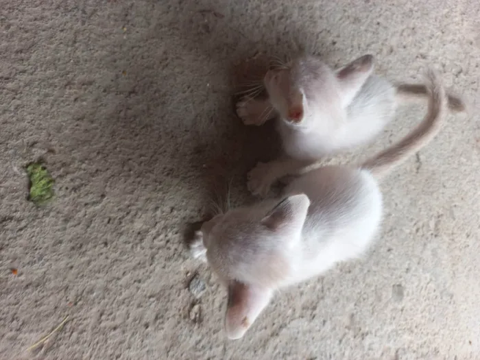 Gato ra a Siamês  idade Abaixo de 2 meses nome Bolinha de neve
