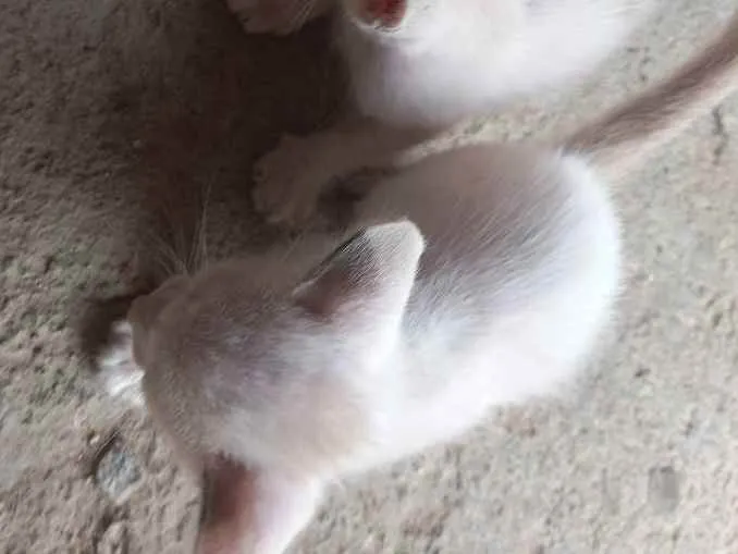 Gato ra a Siamês  idade Abaixo de 2 meses nome Bolinha de neve