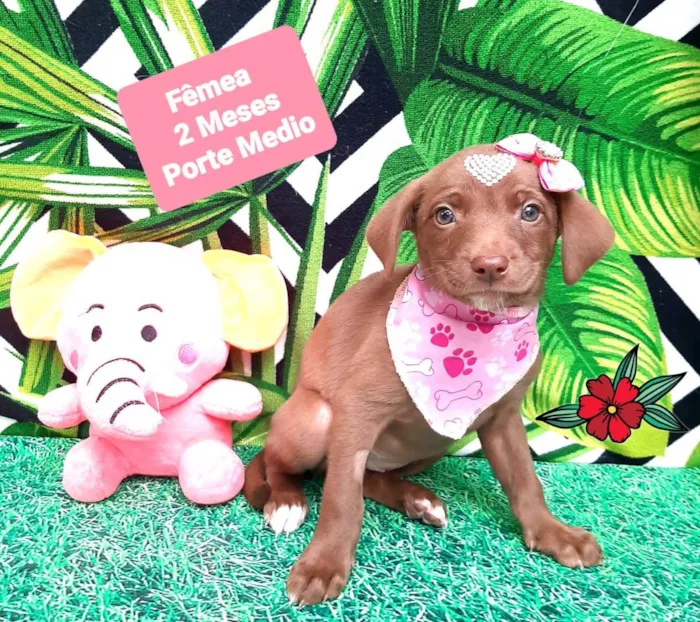 Cachorro raça  idade 2 a 6 meses nome Nutella