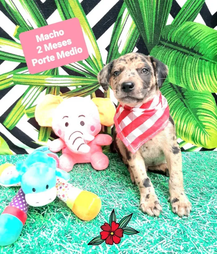 Cachorro raça  idade 2 a 6 meses nome Jaques 