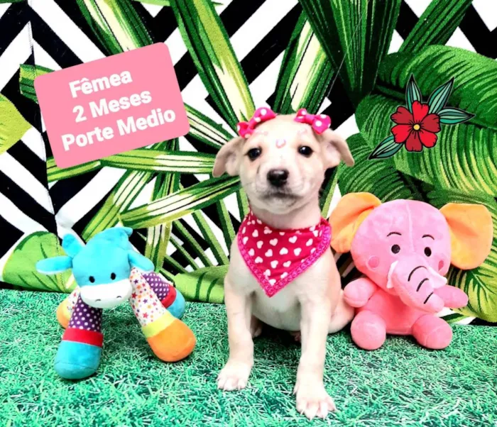 Cachorro raça  idade 2 a 6 meses nome Milu