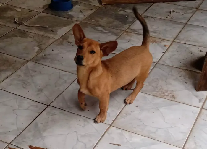 Cachorro ra a  idade 2 a 6 meses nome Apolo