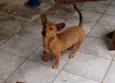 Apolo