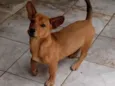 Apolo