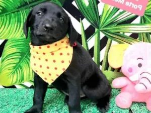 Cachorro raça  idade 2 a 6 meses nome Biscoito