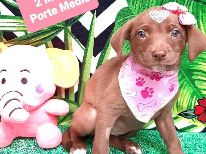 Cachorro raça  idade 2 a 6 meses nome Nutella