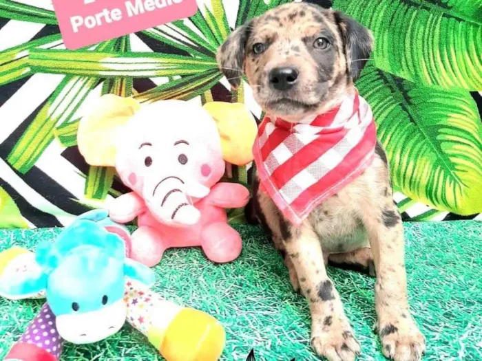 Cachorro raça  idade 2 a 6 meses nome Jaques 