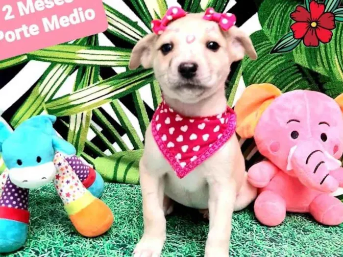 Cachorro raça  idade 2 a 6 meses nome Milu