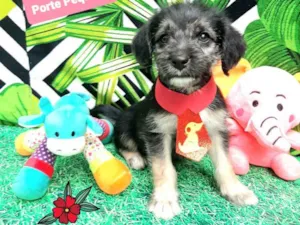 Cachorro raça  idade 2 a 6 meses nome Urso