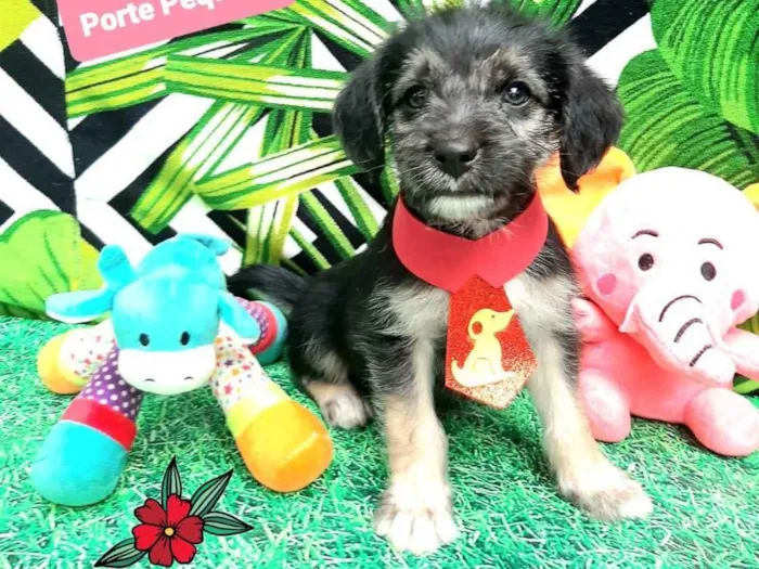 Cachorro raça  idade 2 a 6 meses nome Urso