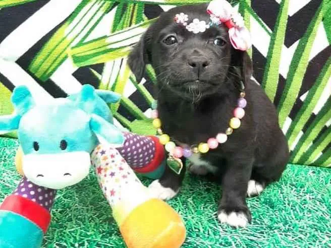 Cachorro raça  idade Abaixo de 2 meses nome Pretinha 