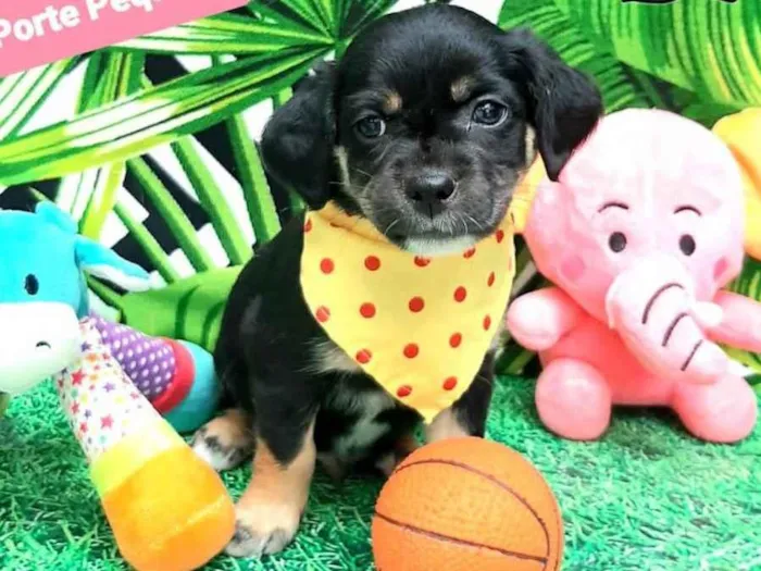 Cachorro raça  idade 2 a 6 meses nome Blue