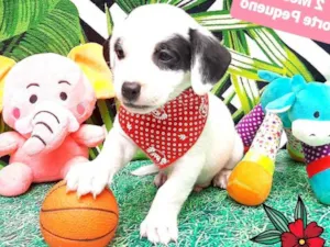 Cachorro raça  idade 2 a 6 meses nome Pintadinho