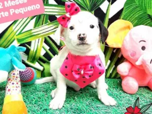 Cachorro raça  idade 2 a 6 meses nome Olga