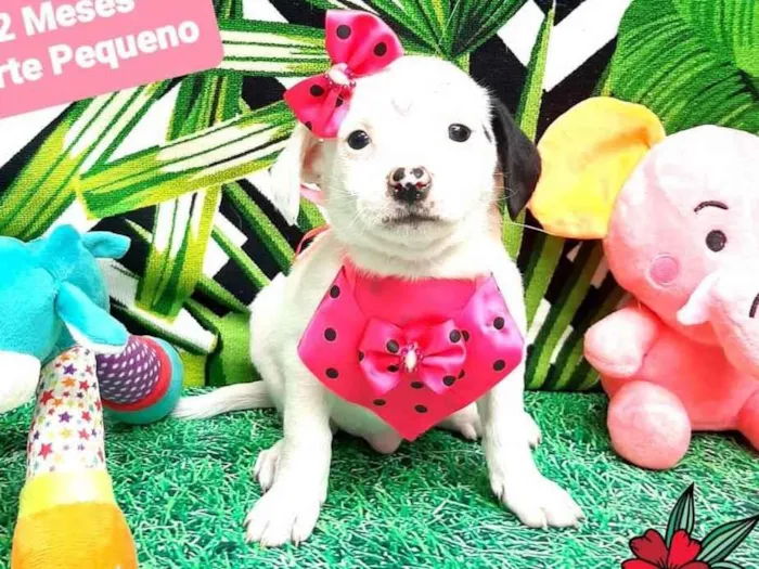 Cachorro raça  idade 2 a 6 meses nome Olga